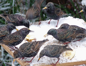 Watch the birdies: the RSPB says bird feeders are vital in the snow