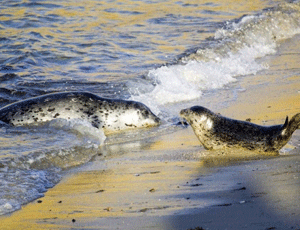 Common seals: 85% of UK population in Scotland