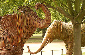 One of the Elephant Family