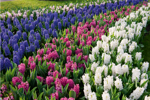 Hyacinthus 'Mix' - image: Floramedia