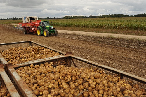 Amflora potatoes being harvested in Germany - image: BASF Plant Science