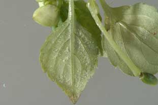 Impatiens industry under threat of downy mildew 'explosion' - photo Crown copyright - courtesy of CSL