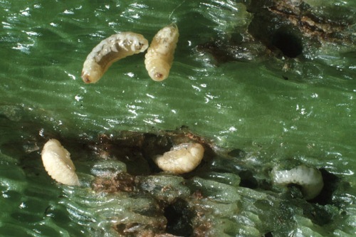 Pepper weevil larvae - image: ForestImages.org