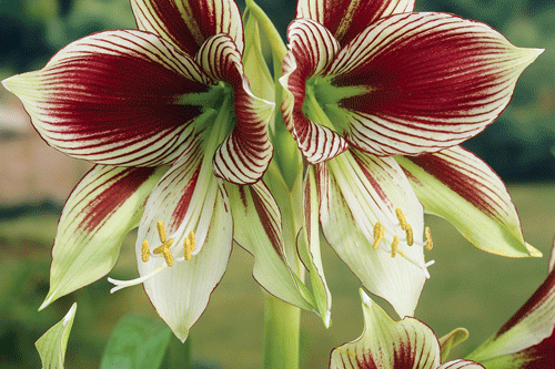 Hippeastrum 'Papilio' - image: P de Jager & Sons