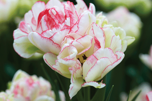Tulip 'Cartouche' image: P de Jager & Sons