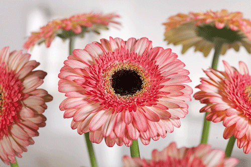 Gerbera 'Bryce Canyon' - image: Floramedia