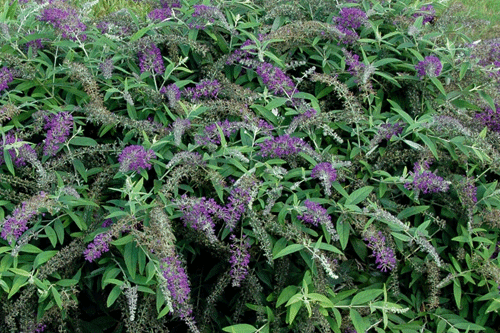 Buddleja 'Purple Chip' - image: Bransford Webbs