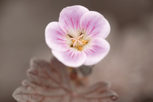 Geranium 'Purple Passion' - image: Bransford Webbs