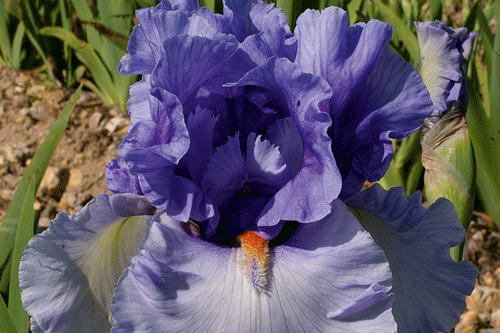 Iris Villa Erba - image: Cayeux Nursery