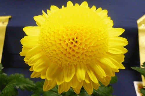 Chrysanthemum 39;Anderton39;  Chrysanthemums Direct