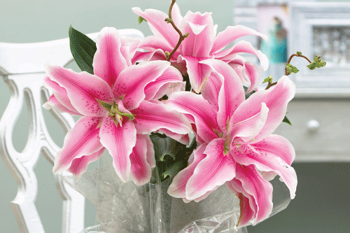 Rose Lily 'China Girl' - image: Thompson & Morgan