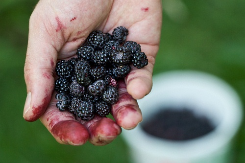fruit picking - image:Susy Morris