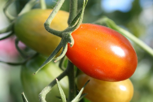 tomato growing - image: Tim Lewis