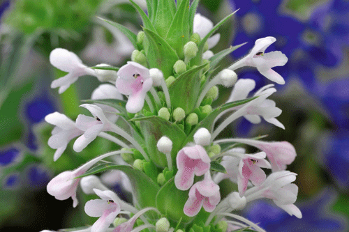 Morina longifolia - image: Hayloft Plants