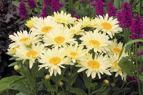 Leucanthemum Banana Cream - image: Hayloft Plants