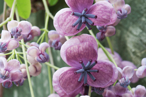 Akebia quinata - image: Hayloft Plants