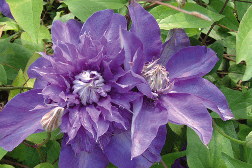 Clematis 'Shikoo' - image: Thorncroft Clematis
