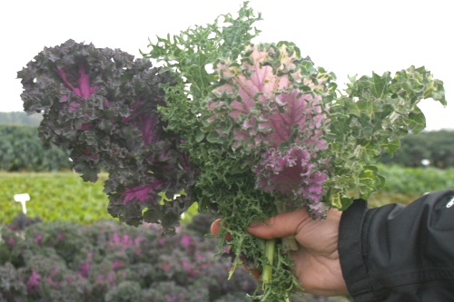 Tozer Seeds' new brassica leaves - image:HW