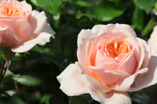 Rosa 'Joie de Vivre' - Rose of the Year 2011 - image: HTA