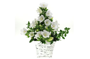 Campunula 'Bellflower White' bags press prize at Plantarium 2010 - image: Fairytale Flowers