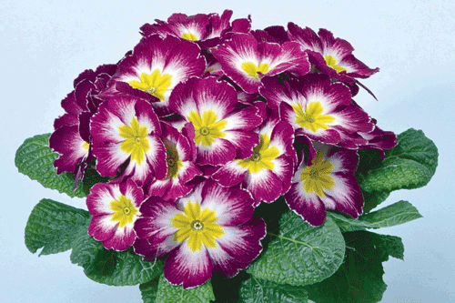 Primera 'wine flame' - image: Syngenta FloriPro