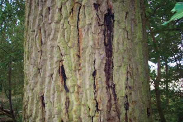 Image: Forestry Commission