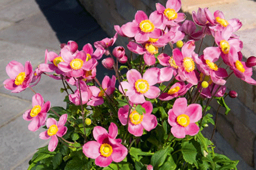 Anemone hupehensis 'Pretty Lady Diana' - image: Blooms of Bressingham