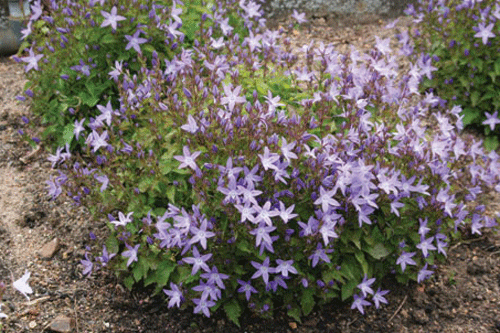 Campanula poscharskyana 'Blue Rivulet' - image: Blooms of Bressingham