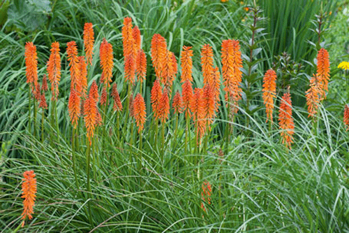 Kniphofia 'Elvira' - image: Blooms of Bressingham