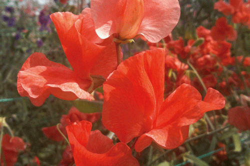 Clementine Kiss - image: Matthewman's Sweetpeas