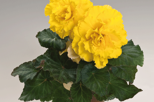 Begonia tuberhybrida Nonstop 'Yellow with Red Back' - image: Benary