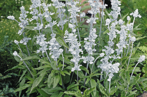 The new cultivar is an ideal container plant - image: Benary