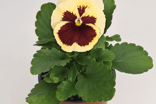 Viola wittrockiana Inspire 'Lilac with Blotch' - image: Benary