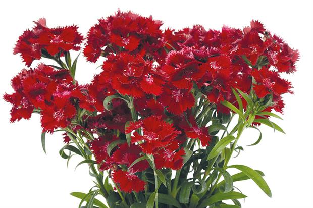 Dianthus Rockin' Red - image: Ball Colegrave