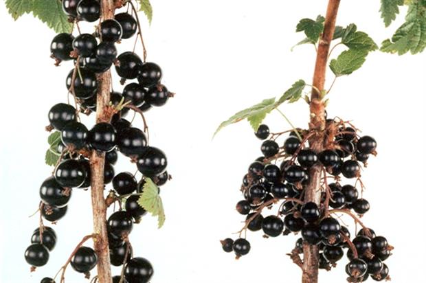 Image: Ben Connan blackcurrants, © James Hutton Institute