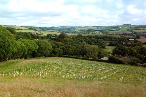Newly planted vineyard in Dorset - Image: Victor Keegan (CC BY 2.0)