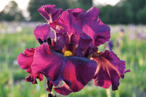 Iris 'Cranberry Sauce' - image: Claire Austin