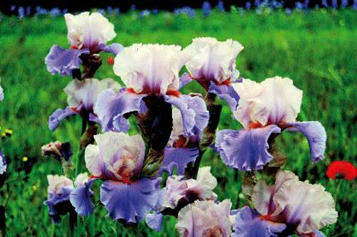 Iris 'Discovered Treasure' - image: Claire Austin