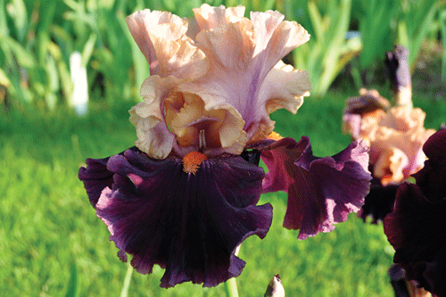 Iris 'Foreign Legion' - image: Claire Austin