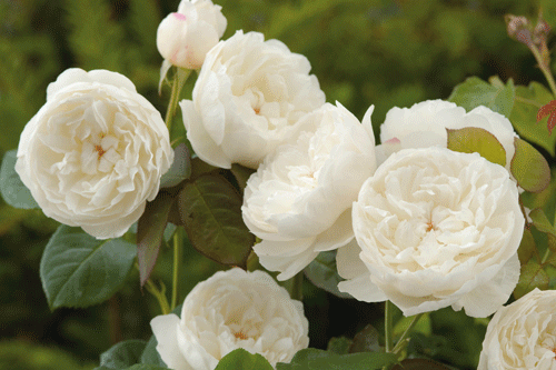 Rose 'William and Catherine' - image: David Austin Roses