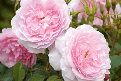 'Lady Salisbury' (Auscezed) Old Rose Hybrid - image: David Austin Roses