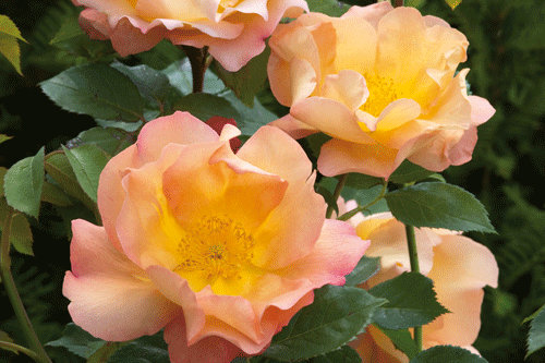 'Fighting Temeraire' (Austrava) Leander Hybrid - image: David Austin Roses