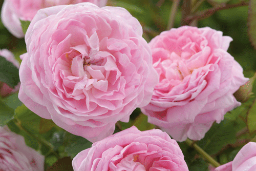 'Queen Anne' (Austruck) Old Rose Hybrid - image: David Austin Roses