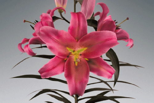Lily 'Amarossi' - image: Van Den Bos Flowerbulbs