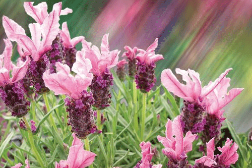 Lavendula 'Sugarberry Ruffle' - image: Coleman's Garden Centre