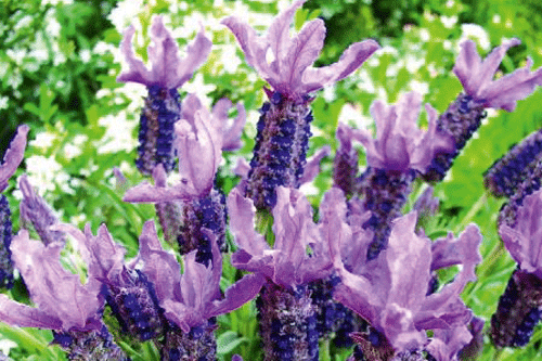 Lavendula 'Blueberry Ruffle' - image: Coleman's Garden Centre