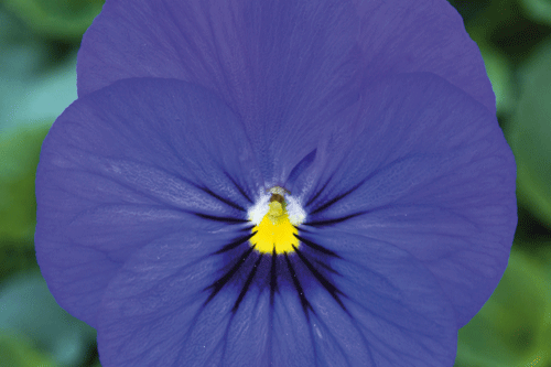 Meridian Blue pansy, Balconita series - image: David Kerley