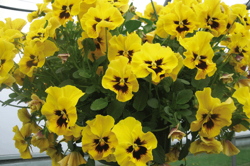 Cheeky Yellow pansy - image: David Kerley