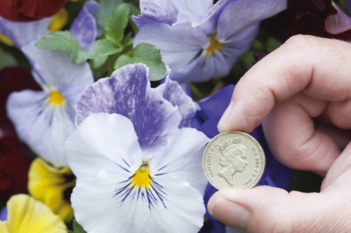 White Surprise pansy - image: David Kerley