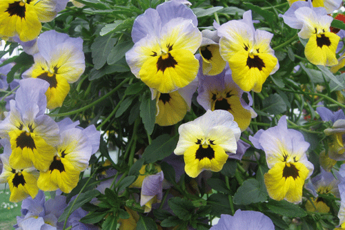 Spring pansy - image: David Kerley